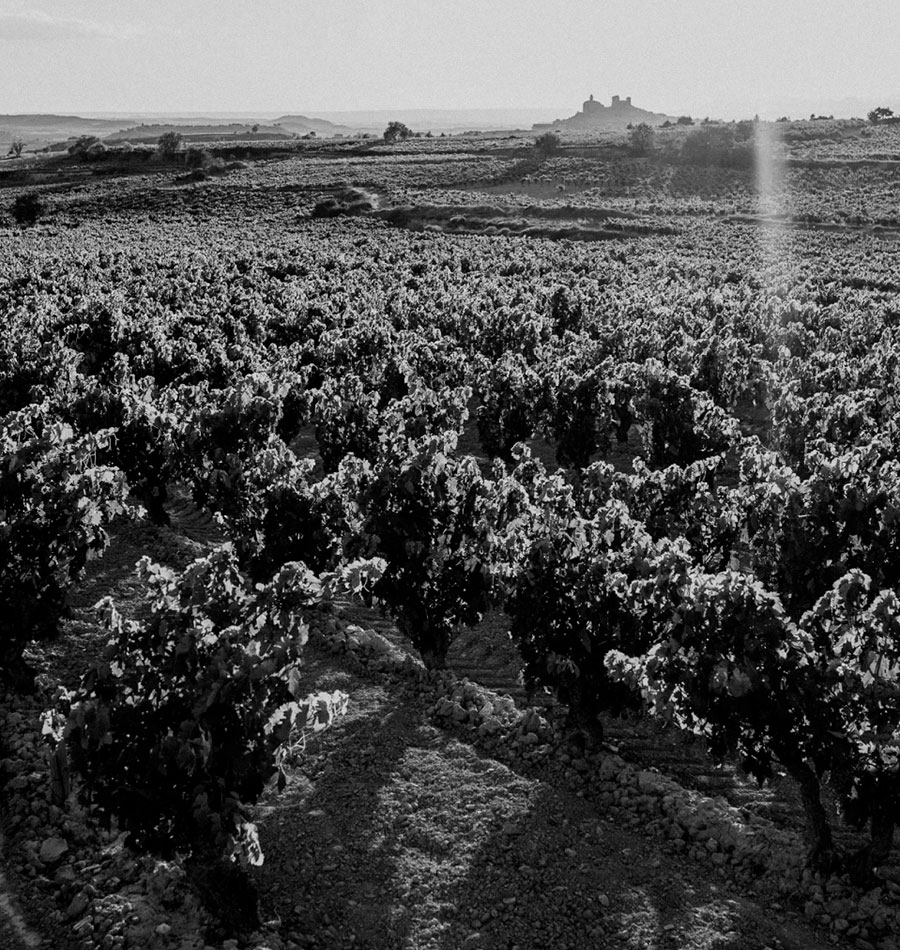 Viñedo El Hoyo